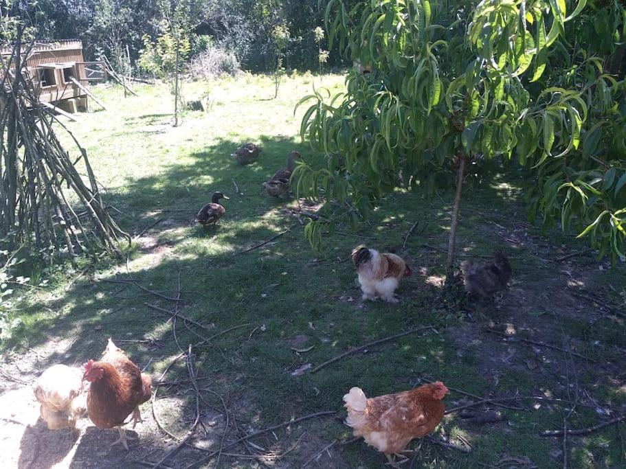 La Faerie - A La Campagne - Gite 18 Personnes Grand-Landes Exterior foto